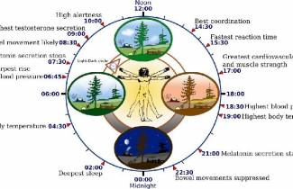 Ποια είναι η καλύτερη ώρα για διάβασμα, γυμναστική και... Facebook
