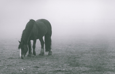 Νίκος Καββαδίας, «Στο άλογό μου»