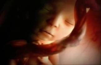 Η ζωή στη μήτρα: 9 μήνες σε 4 λεπτά (video)