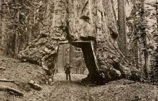 Δέντρο ηλικίας 3.200 ετών !!