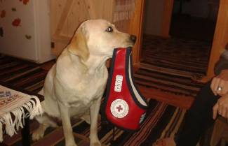 Λούνα, ο σκύλος της Αγάπης