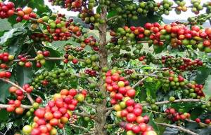 Πως μεγαλώνουν κάποια φρούτα, λαχανικά και μπαχαρικά;