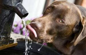 Λίγο νερό για τα αδέσποτα: ''Τόσο Απλό'' ! (video)