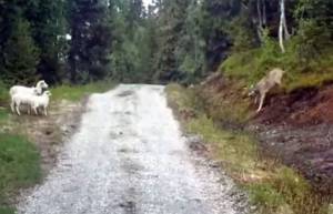 Προβατίνα με τα παιδάκια της... κατατροπώνει λύκο! (video)