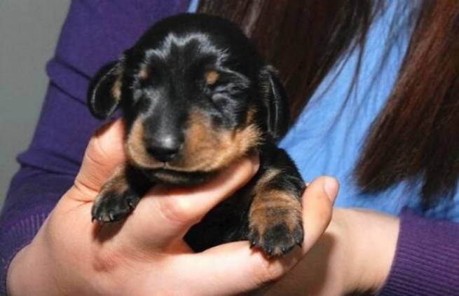 Η πρώτη κλωνοποίηση σκύλου