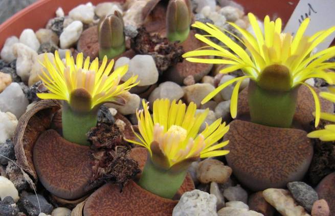Lithops: Οι ζωντανές πέτρες