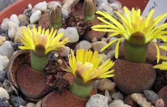 Lithops: Οι ζωντανές πέτρες