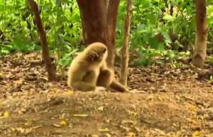 Παιχνιδιάρης πίθηκος ή μήπως ατρόμητος; (video)