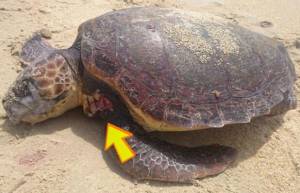 Νάξος: Άλλη μια χελώνα καρέττα νεκρή από ανθρώπινο χέρι