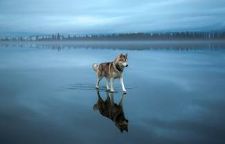 Μαγικές φωτογραφίες Huskies της Σιβηρίας