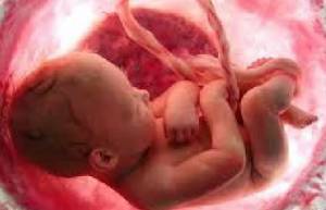 Η ζωή στη μήτρα...9 μήνες σε 4 λεπτά! (video)