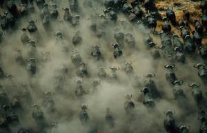 Η εκπληκτική άγρια φύση σε… ομάδες!