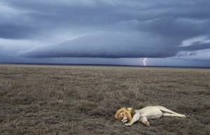 Ταξίδι του μυαλού στην άγρια φύση της Αφρικής (video)