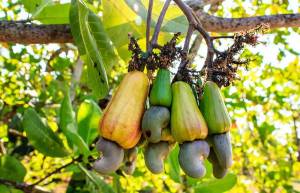 10 φωτογραφίες καρπών πριν μαζευτούν