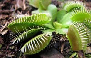 Σαρκοφάγα φυτά! (video)