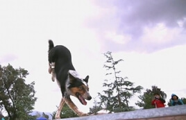 Jumpy, ο σκύλος που κάνει parkour! (video)
