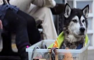 Πως φέρονται στα γέρικα σκυλιά.. (video)