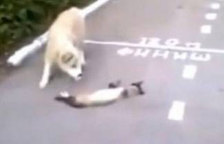 Γάτα το παίζει..ψόφιος κοριός! (video)