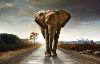 Μπέρτολτ Μπρεχτ - "Το αγαπημένο ζώο του κ. Κ."