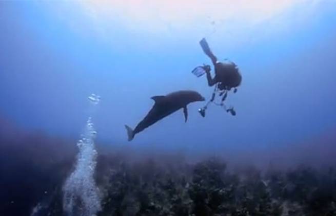 Ερωτική επίθεση από… δελφίνι! (video)