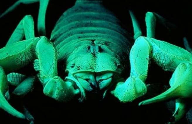 Black Light: Καθημερινά αλλά και απρόσμενα αντικείμενα που φθορίζουν κάτω απο UV!
