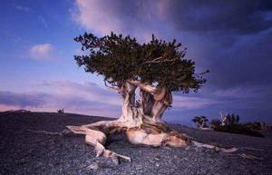 Τα 10 γηραιότερα δέντρα του κόσμου