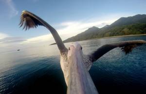 Ο πελεκάνος που έμαθε να πετά! (video)