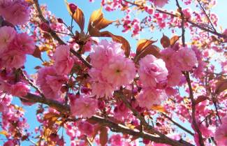 Hanami: Οι κερασιές φέρνουν την άνοιξη στην Ιαπωνία