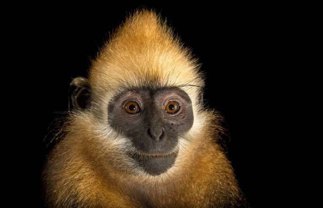 Τα είδη εξαφανίζονται 1000 φορές ταχύτερα εξαιτίας του ανθρώπου