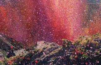 Χωριό στην Κόστα Ρίκα καλύφθηκε από 8 εκατομμύρια πέταλα λουλουδιών.