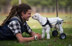 Ο Frostie το κατσικάκι, περπατάει! (video)