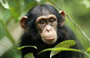 Είσαι εξυπνότερος από ένα χιμπατζή; (video)