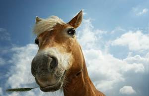 Ένα άλογο και μια πλαστική παιδική πισίνα! (video)