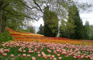 Λουλούδια για κόψιμο, μπείτε και πάρτε! Ή αλλιώς: ζωή και κότα στη Γερμανία