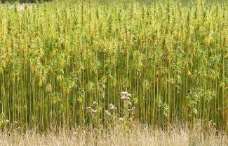 Το μεγάλο πείραμα της κάνναβης αρχίζει