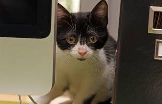 Το «Ψι-Ψι-Ψι» βλάπτει την επικοινωνία