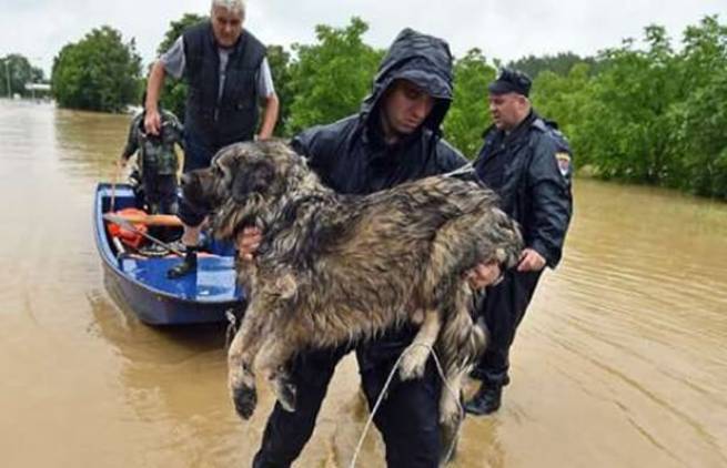 Στα νερά για τη διάσωση των πιστών τους φίλων (video)