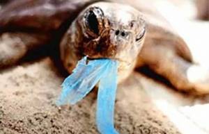 Τέλος στη σπατάλη της πλαστικής σακούλας μιας χρήσης