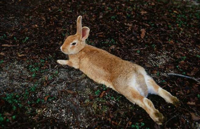 Okunoshima: Το «νησί των κουνελιών»