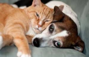 Γαλλία: Προς αναγνώριση των ζώων ως πλασμάτων με ευαισθησίες