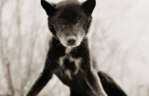 Γερασμένα ζώα...