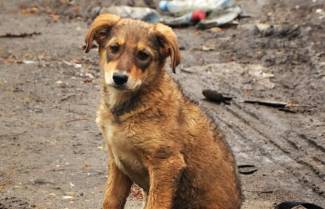 Γιατί οι άνθρωποι εγκαταλείπουν τα ζώα τους;
