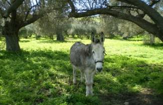 Νεοζηλανδή σώζει στην Κρήτη τα γαϊδούρια που δένουν σε δένδρα να πεθάνουν
