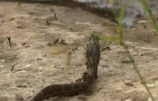 &quot; Στρατός &quot; από μυρμήγκια σκοτώνει πύθωνα! (video)