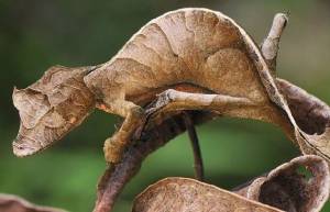 8 Πλάσματα που δεν θα πιστεύετε ότι υπάρχουν! (video)