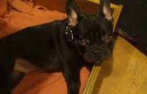 Αυτό το κουτάβι δεν θέλει να πάει για ύπνο! (video)