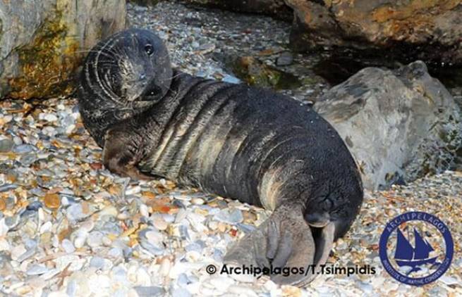 Σάμος: Η φώκια που αγάπησε τον άνθρωπο