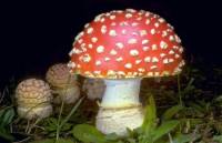 Amanita Muscaria: ένα "Χριστουγεννιάτικο" μαγικό μανιτάρι!
