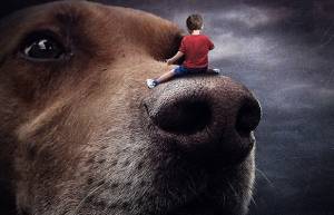 Σουρεαλιστικές εικόνες από αδέσποτα ζώα που ψάχνουν για ένα νέο σπίτι