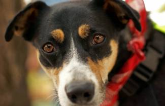 Τάι: η τετράποδη θεραπεύτρια